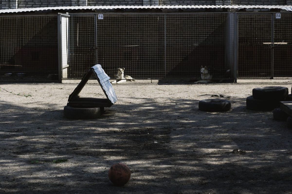 A dog photographed through the wire mesh of a shelter pen.