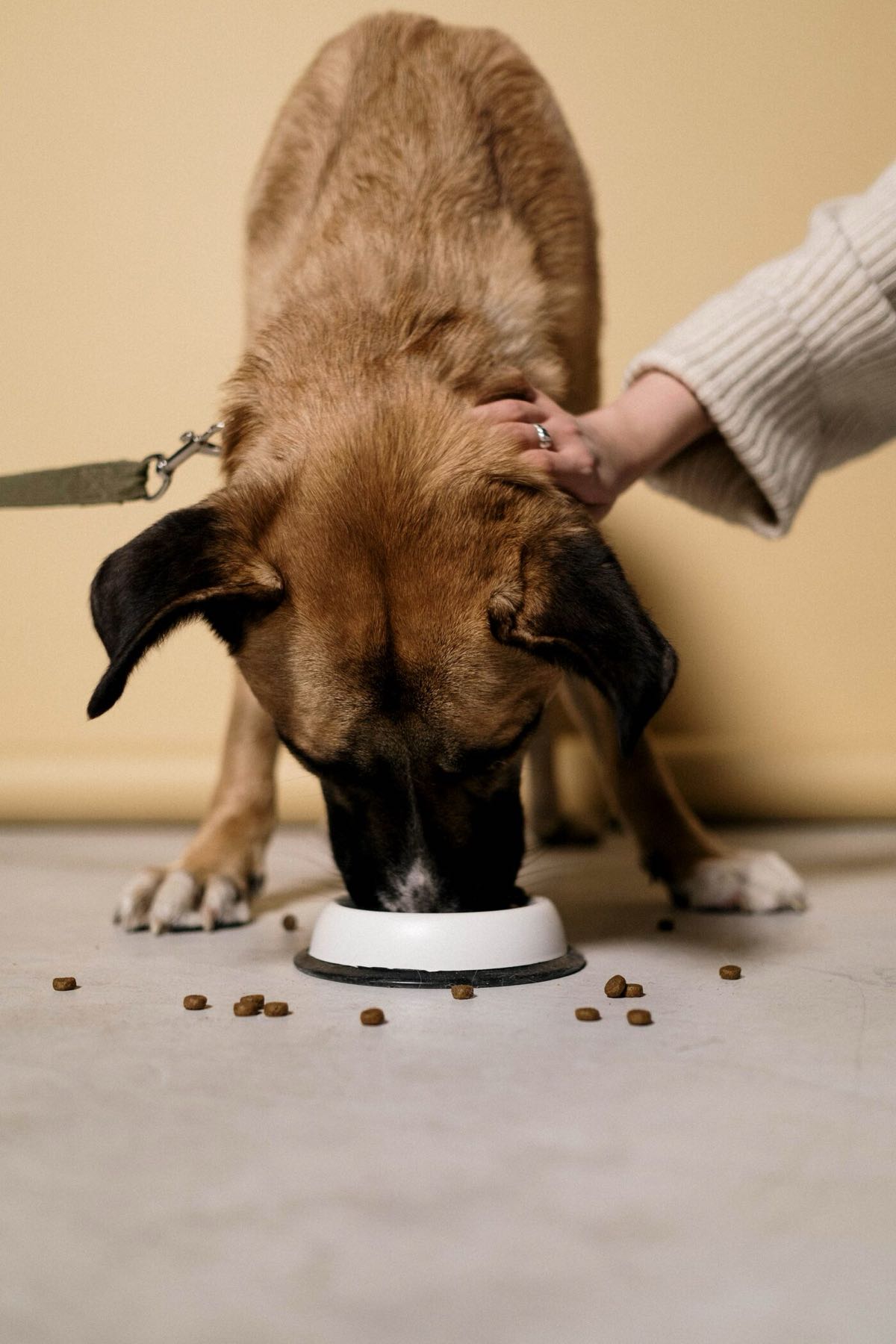 A hand resting on a dog's back while the dog eats from its bowl.