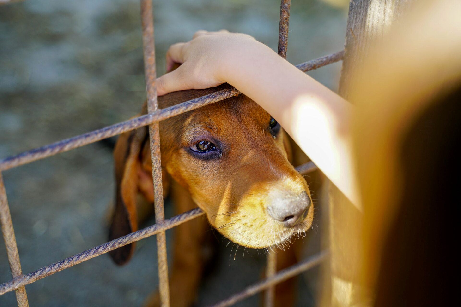 A person reaching through the bars of a kennel to rest a hand on a dog's head.