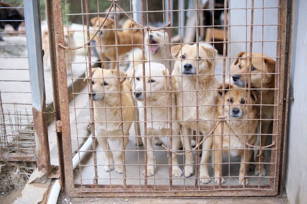 A shelter pen crowded with young dogs pressed against the wire.