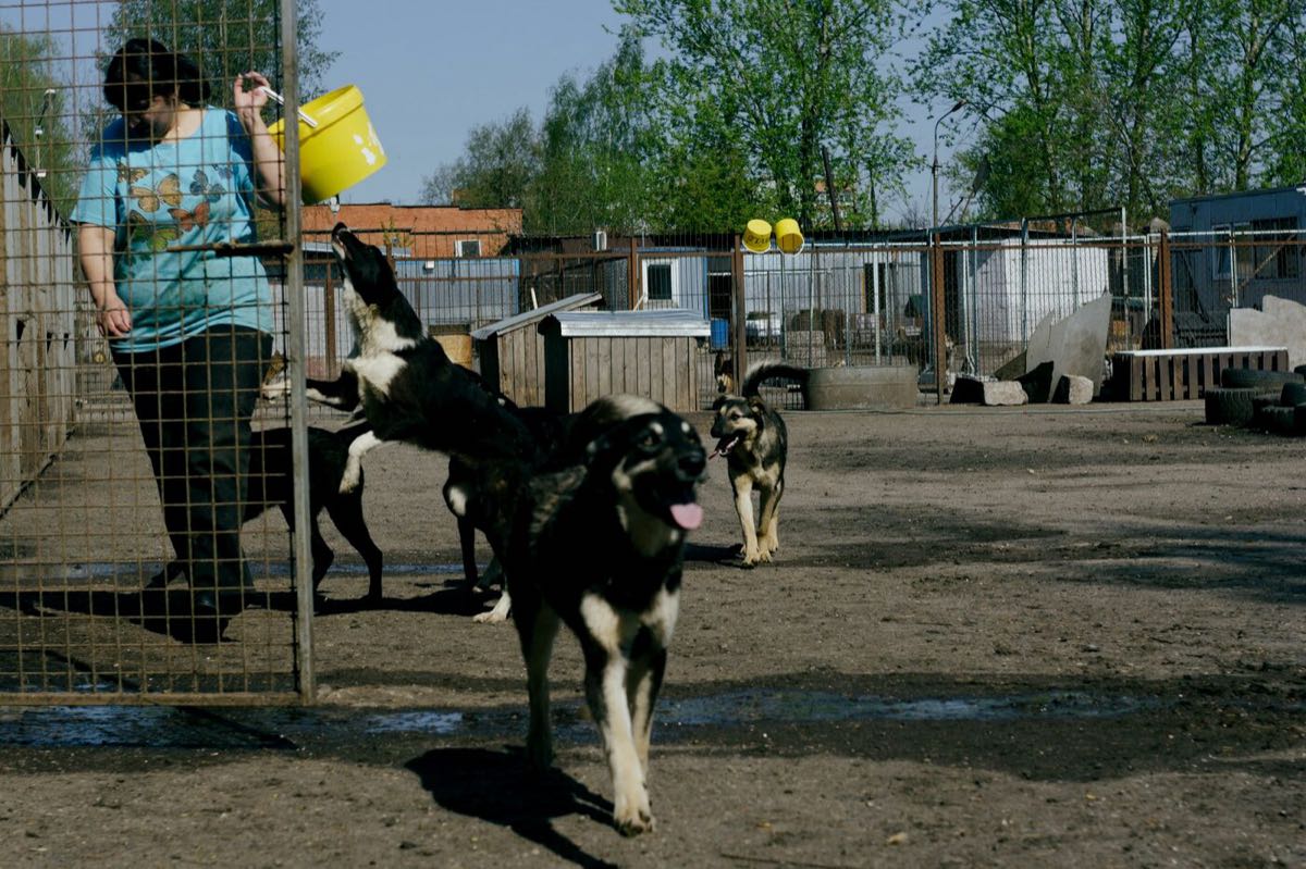 A woman carrying a feed bucket through a shelter yard with dogs gathering around her.