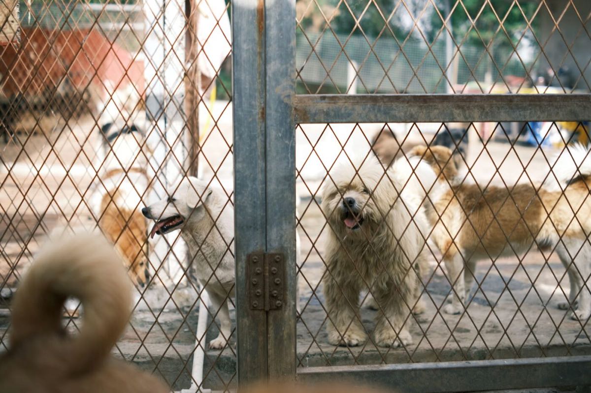 Dogs standing at the fence of a shelter yard, watching the gate.